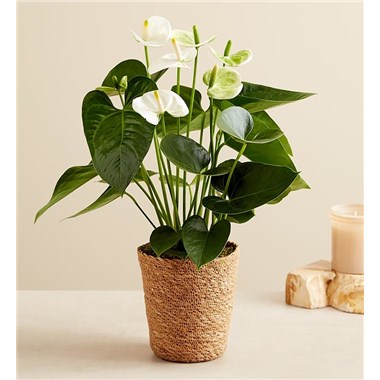 White Anthurium For Sympathy